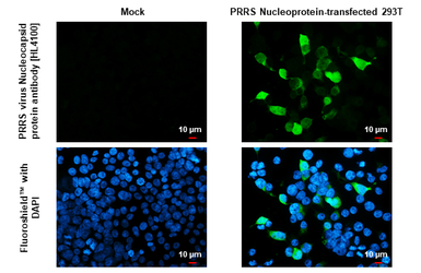 Anti-PRRS virus Nucleocapsid protein antibody [HL4100] used in Immunocytochemistry/ Immunofluorescence (ICC/IF). GTX642546